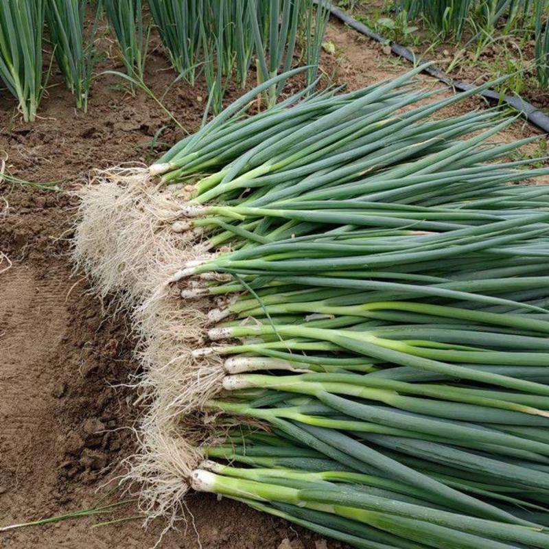 优质铁杆葱籽日本大葱葱种出芽率高基地直发