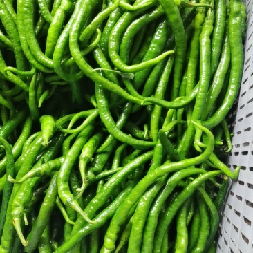 茄子
