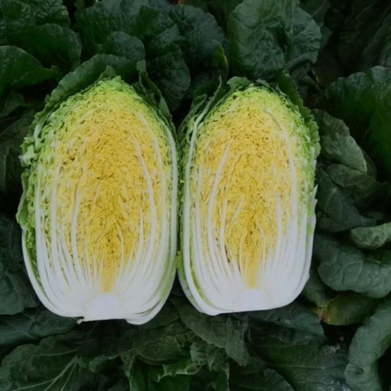 黄心白菜大量上市，河北白菜正在热销中，质量有保证价格实惠