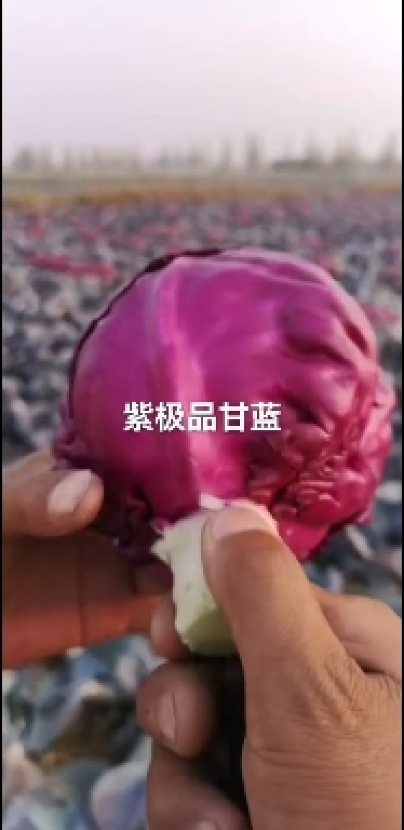精品紫甘蓝大量上市，产地一手货源，需要的老板联系
