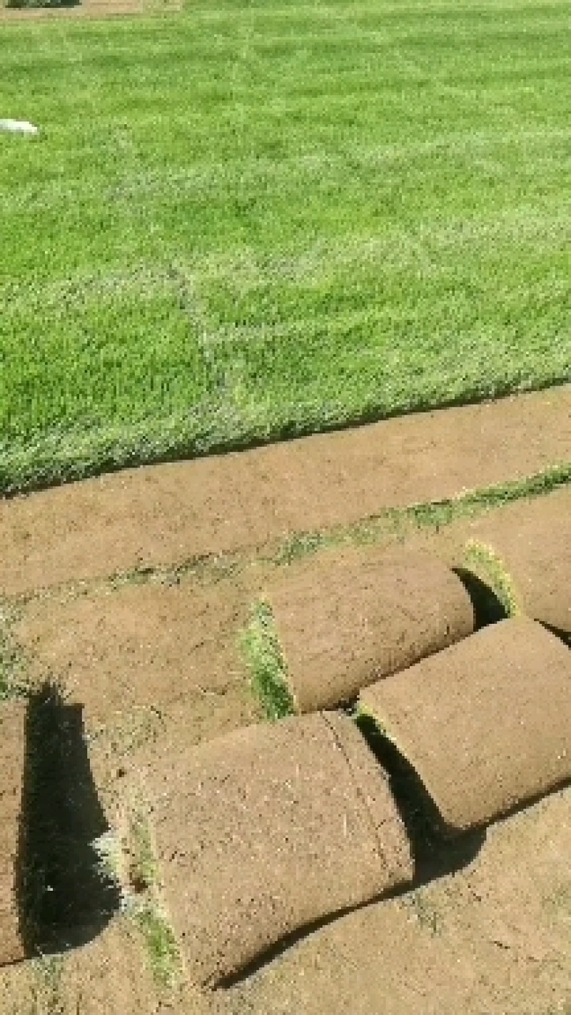 草坪早熟禾和高羊茅果岭草剪股颖百慕大马尼拉黑麦混播