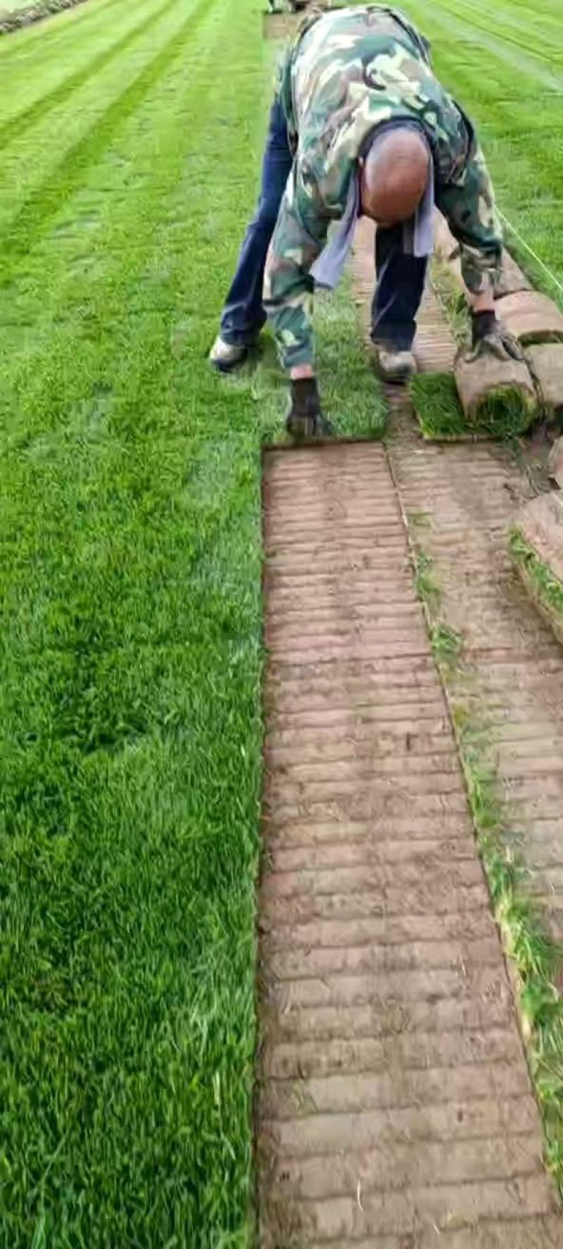 草坪早熟禾和高羊茅果岭草剪股颖百慕大马尼拉黑麦混播