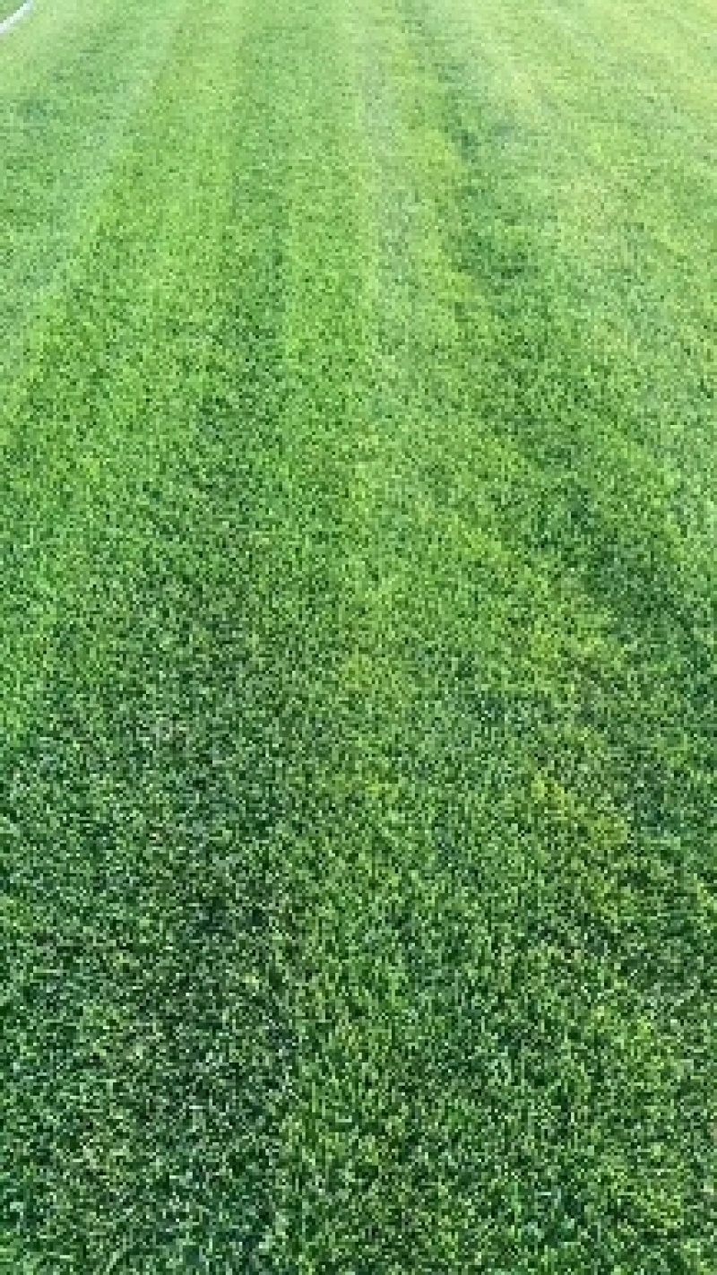 草坪早熟禾和高羊茅果岭草剪股颖百慕大马尼拉黑麦混播