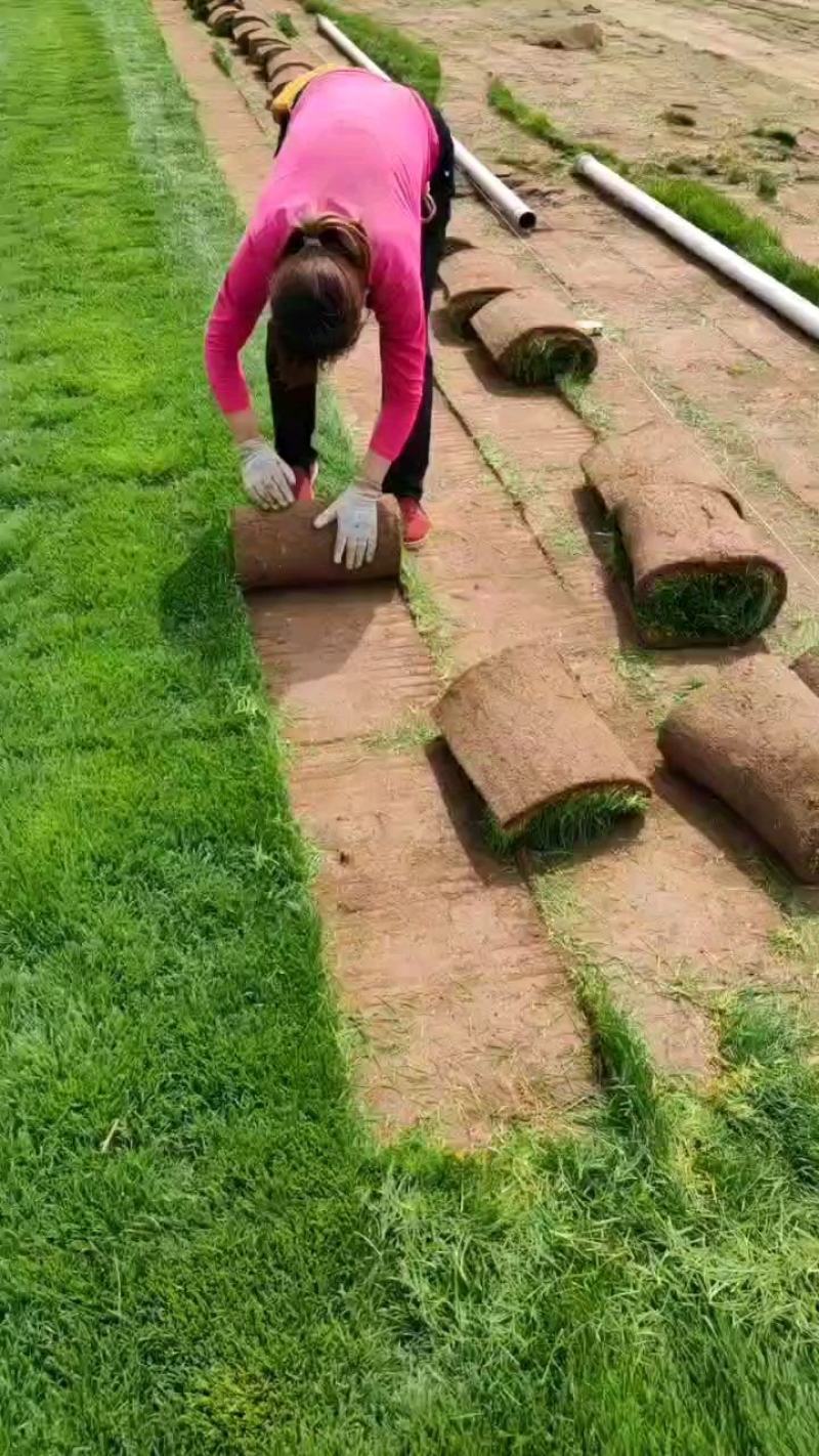 草坪早熟禾和高羊茅果岭草剪股颖百慕大马尼拉黑麦混播