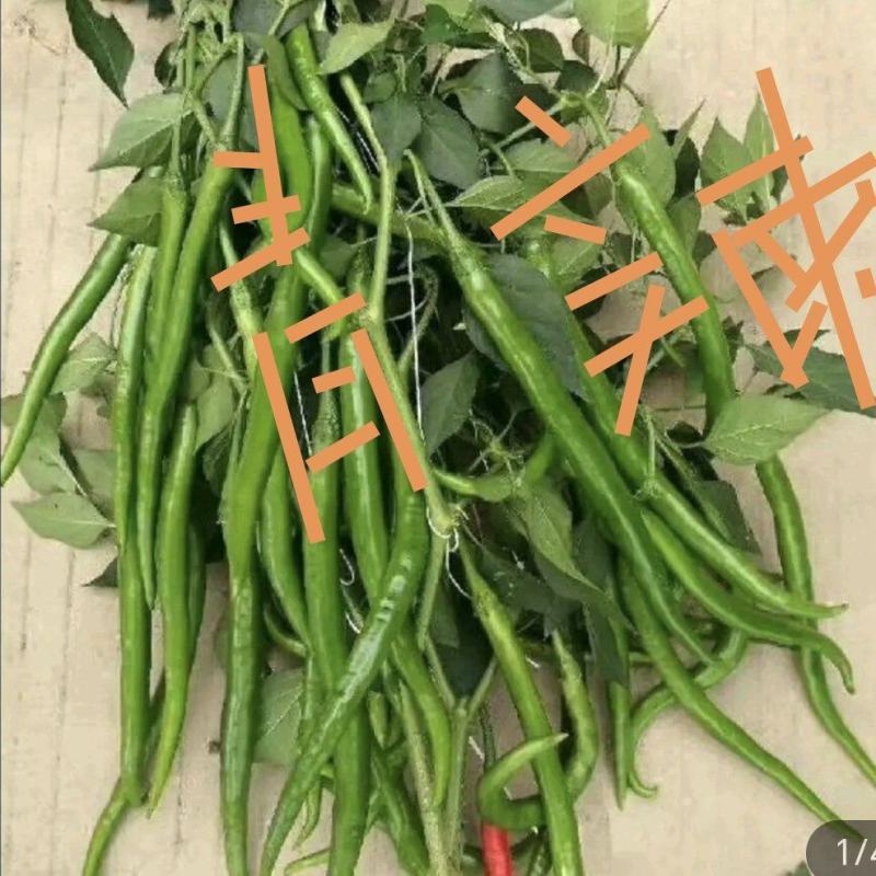 鲜辣椒，线椒，通货，精品货，自产自销，代办收货，竭诚服务