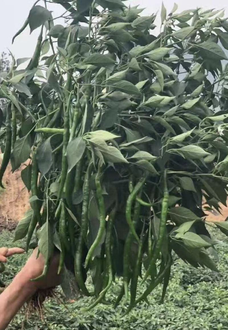 鲜辣椒，线椒，通货，精品货，自产自销，代办收货，竭诚服务
