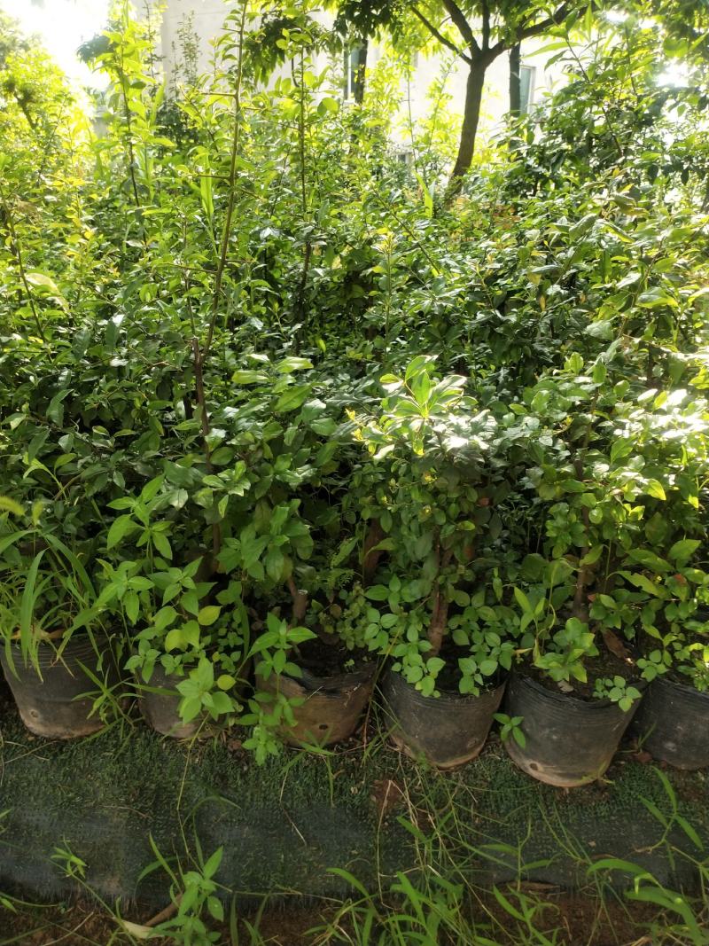 金弹子盆景素材