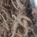 甘肃新货纯野生赤芍个如图深山采挖中药材批发原装未切整条