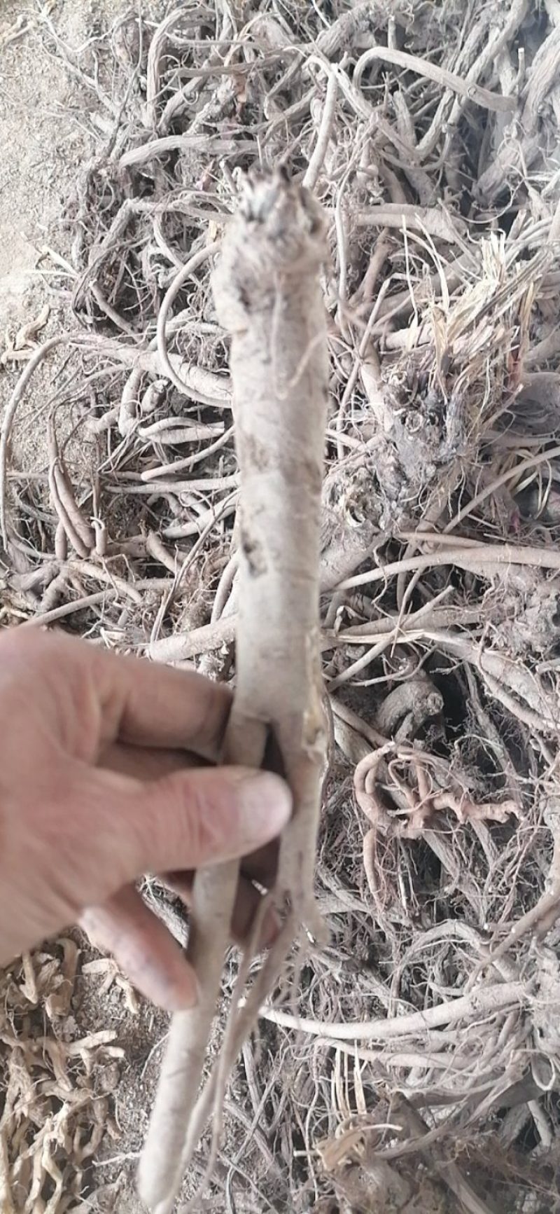 甘肃新货纯野生赤芍个如图深山采挖中药材批发原装未切整条