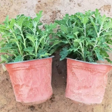 菊花，国庆菊，九月菊，球菊，荷兰菊，黄白菊，乒乓菊等