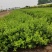 瓜子黄杨露天，大棚种植大叶黄杨，豆瓣黄杨，北海道黄杨