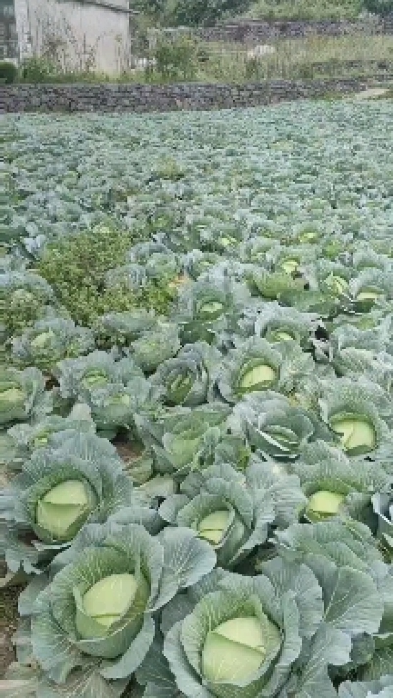 湖北恩施利川高山蔬菜，京丰大量上市