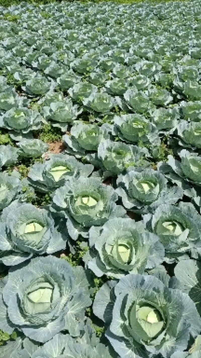 湖北恩施利川高山蔬菜，京丰大量上市