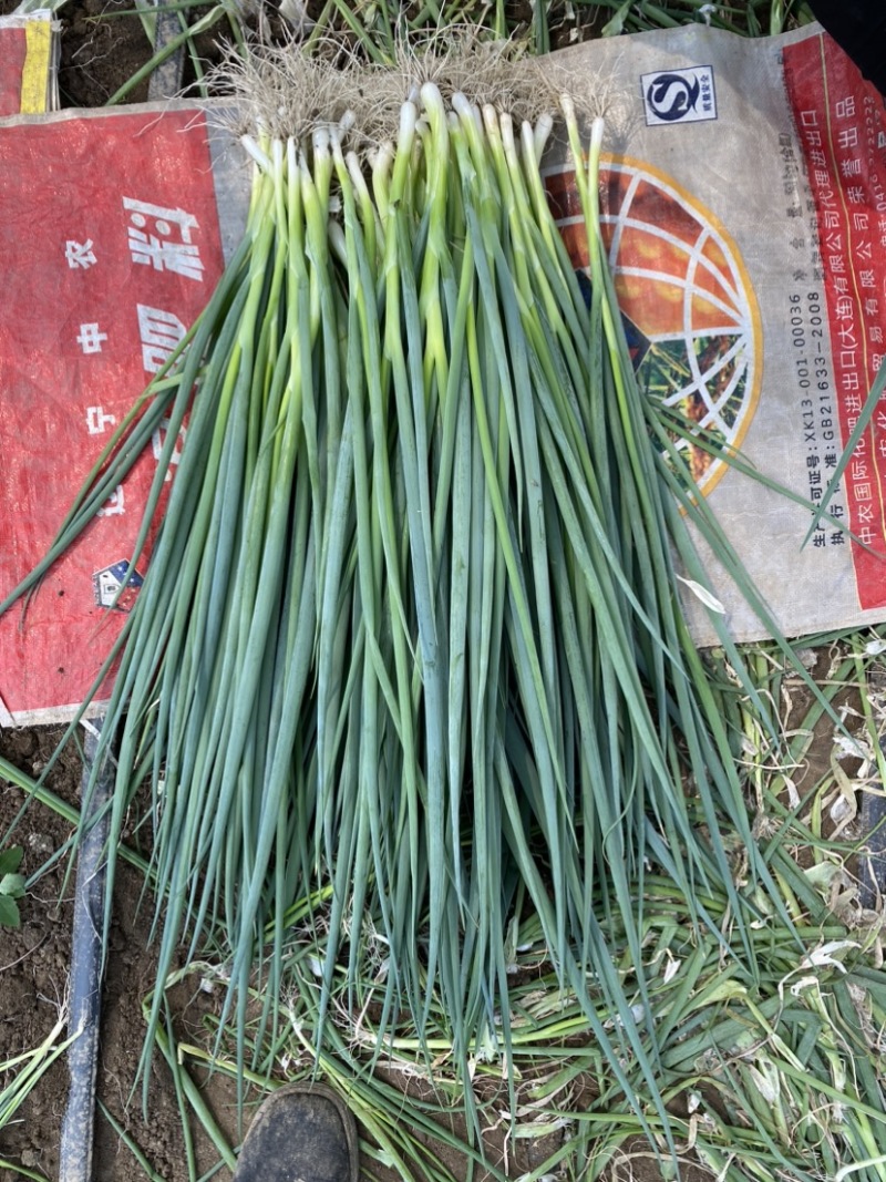 小香葱