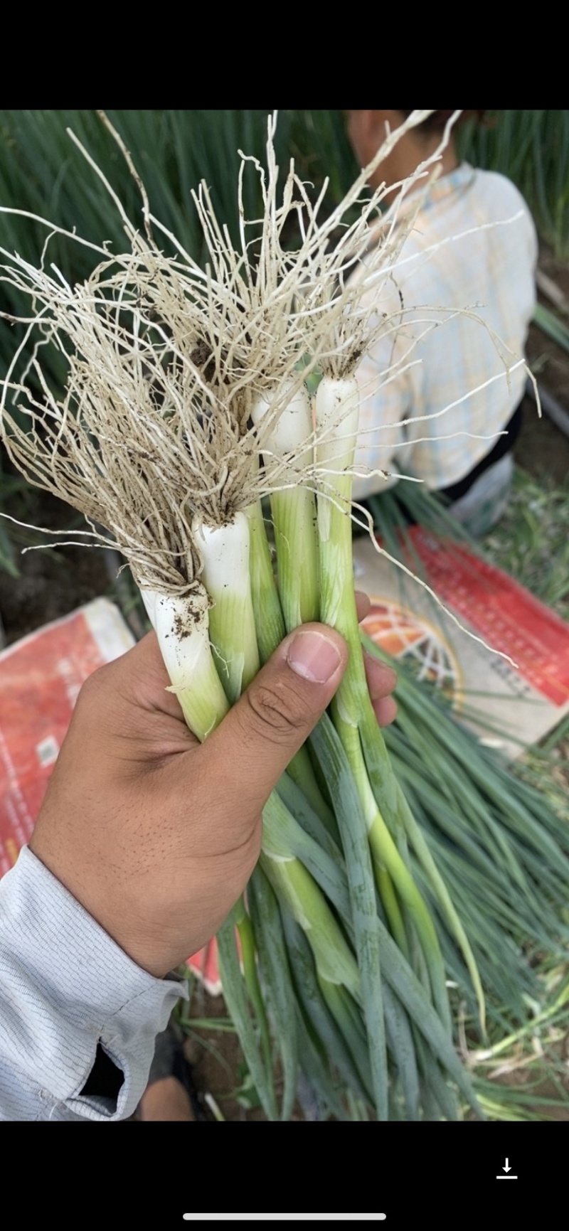 小香葱