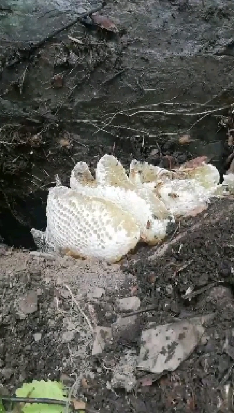 贵州大山野生蜂蜜