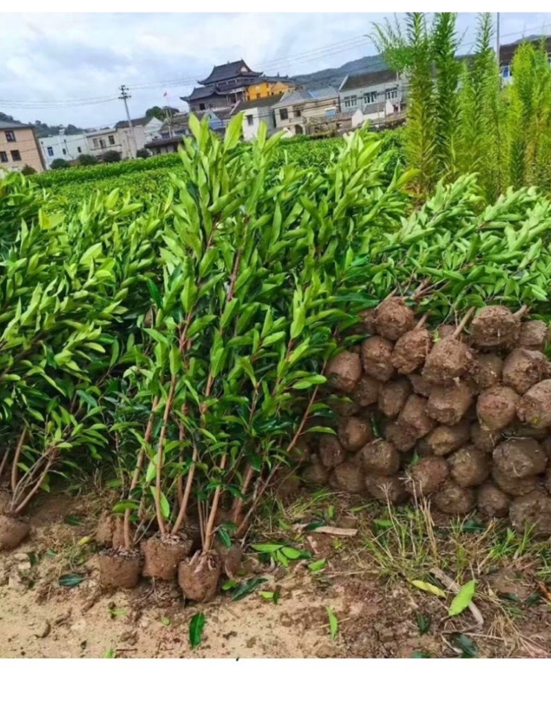 法国冬青货源充足基地直供一手货源价格优惠