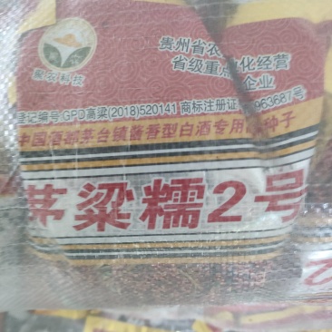 茅梁糥2号高梁种子