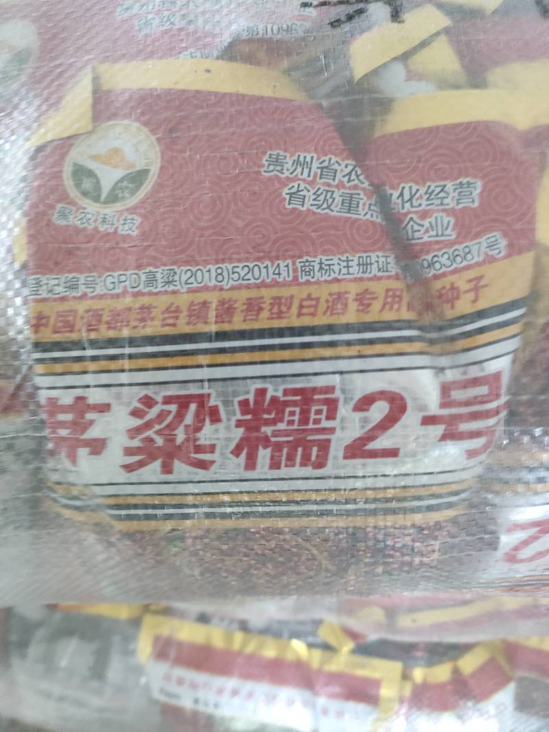 茅梁糥2号高梁种子