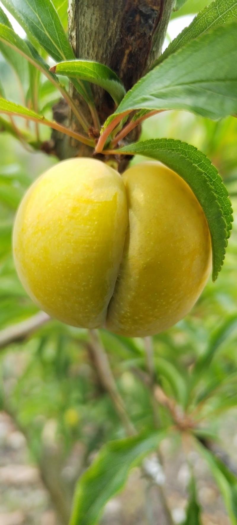 蜂糖李，