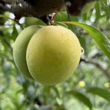 蜂糖李，