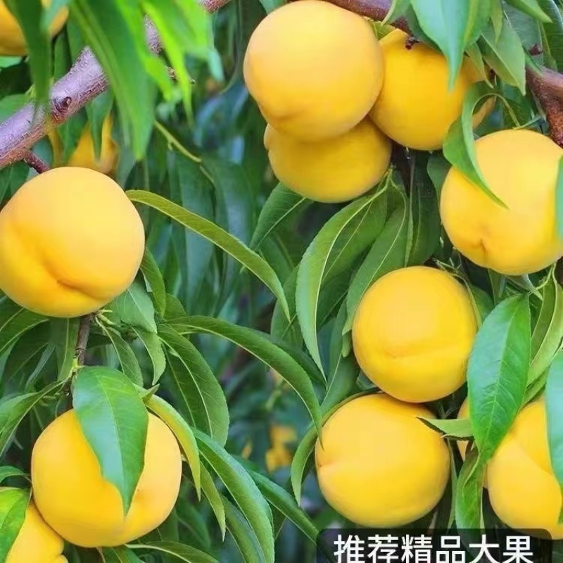 安徽六安黄桃品质保证诚信经营欢迎联系接商超市场电商
