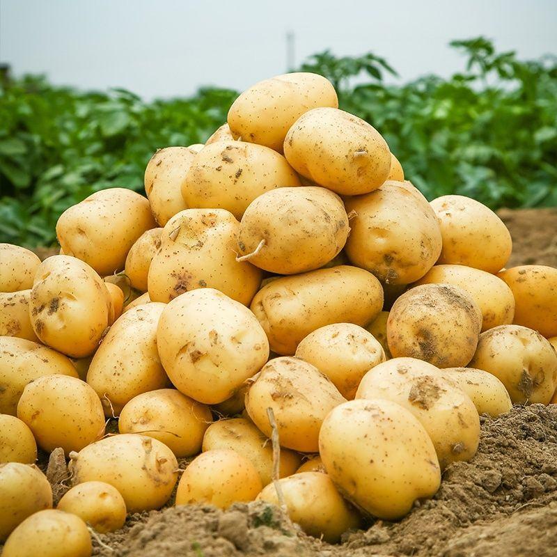 山东荷兰十五农家大土豆！自家种植！大量有货！抢完就没了！