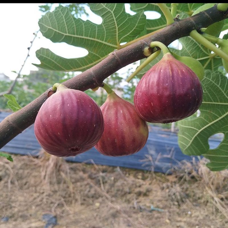 广东无花果增城无花果果园现摘现发一件代发