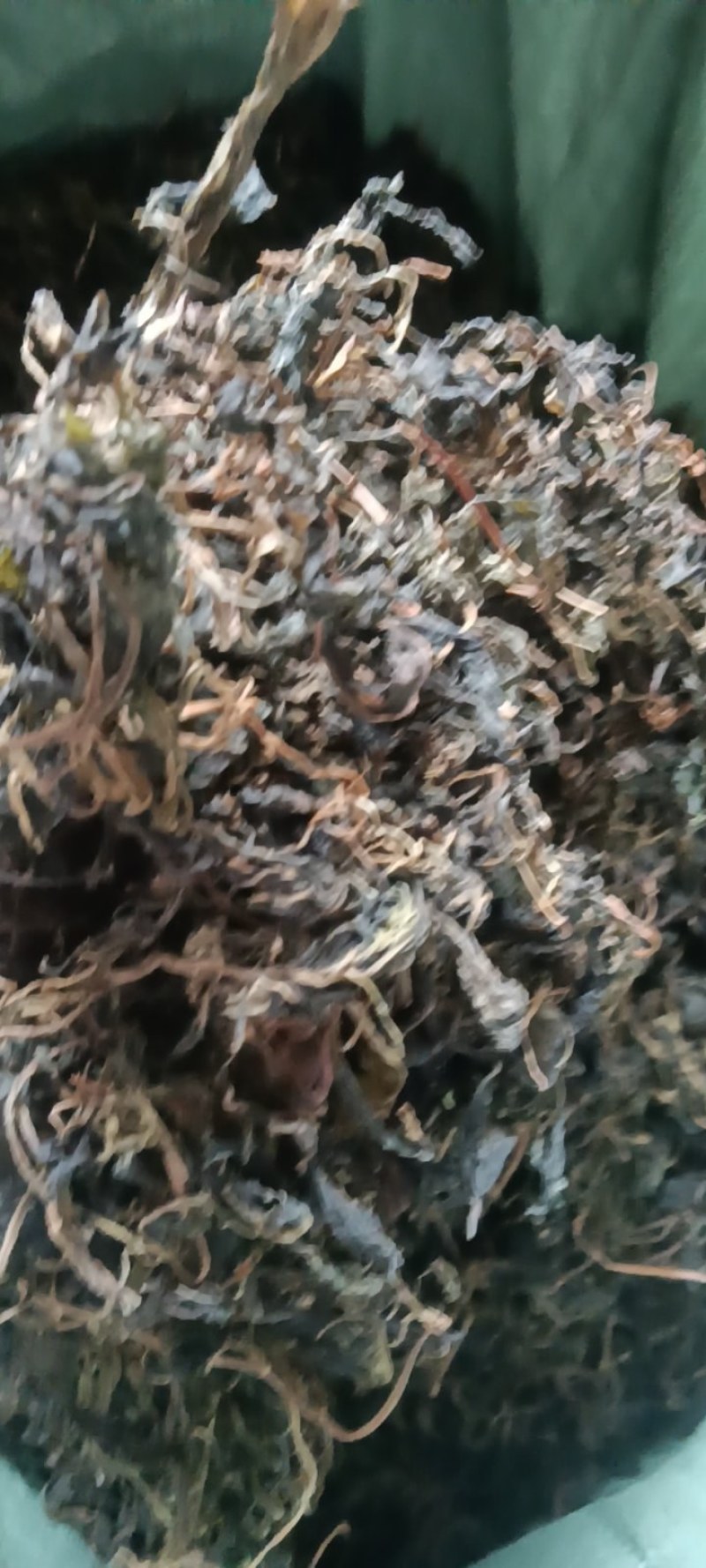 苦斋菜，