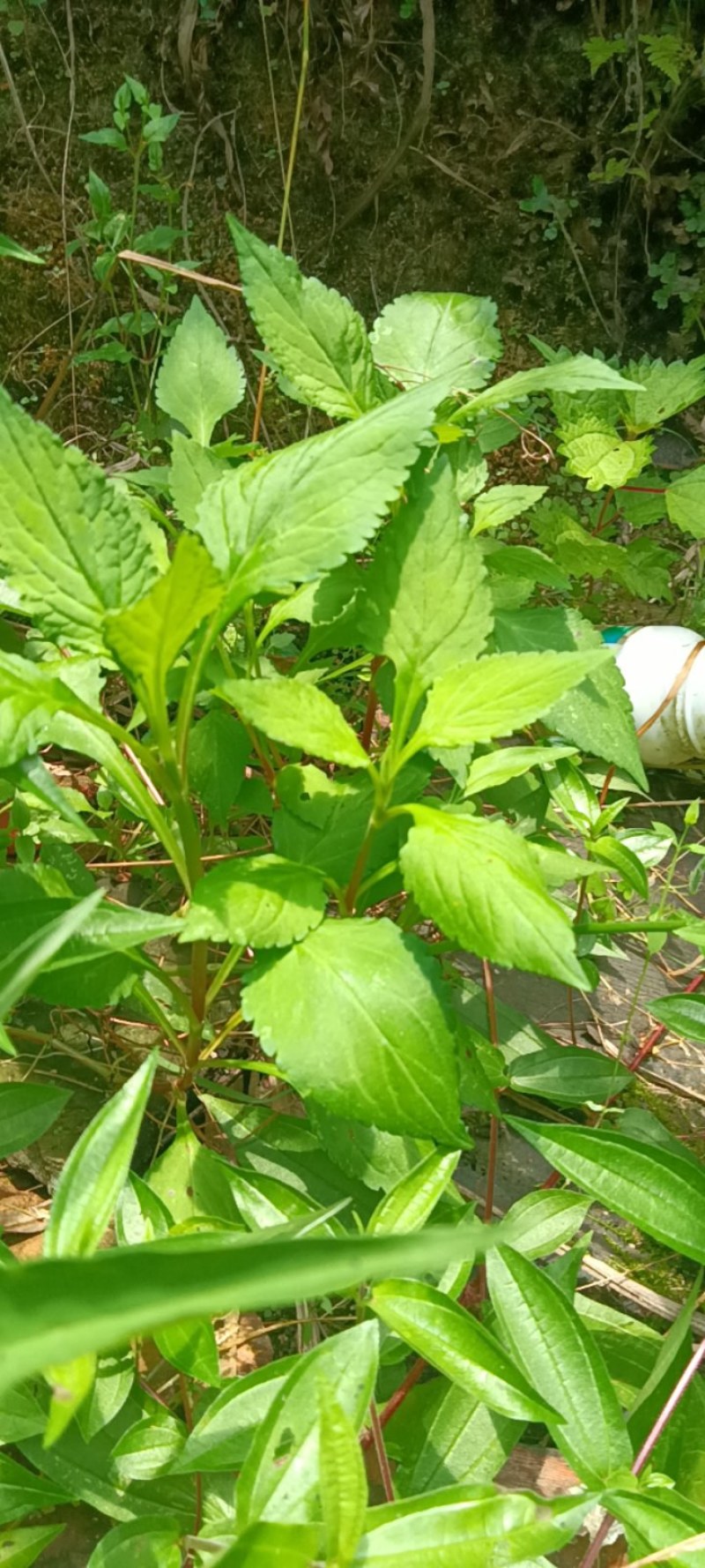 苦斋菜，