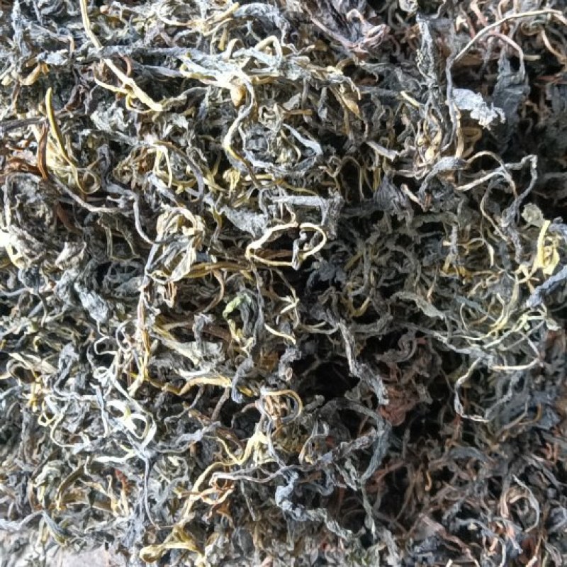 苦斋菜，