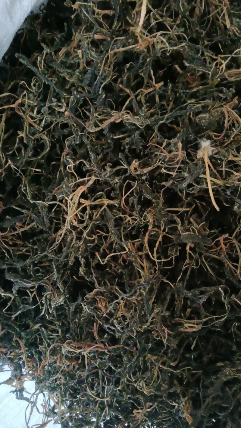 苦斋菜，