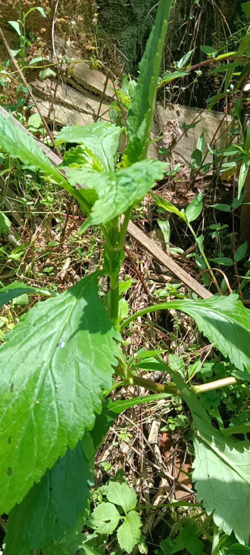 苦斋菜，