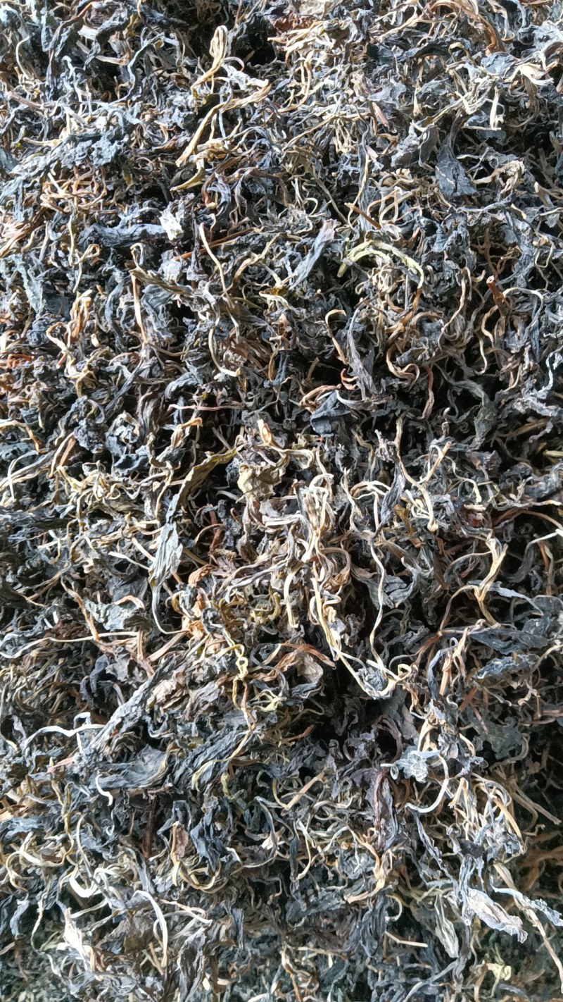 苦斋菜，