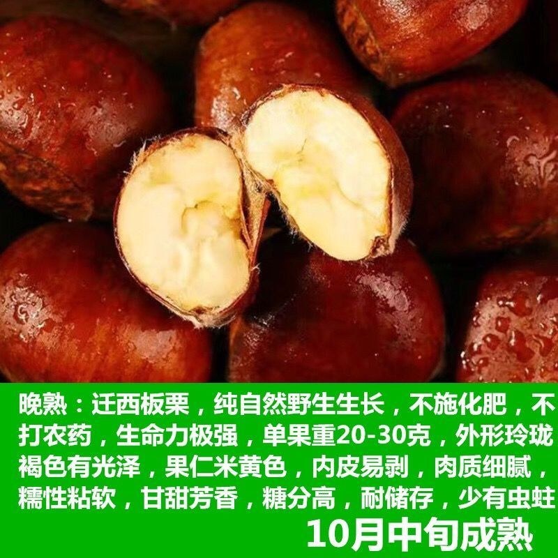 锥栗子苗嫁接栗树苗锥栗树苗建瓯锥栗苗尖栗苗当年结果