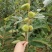 锥栗子苗嫁接栗树苗锥栗树苗建瓯锥栗苗尖栗苗当年结果