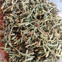 安龙金银花，花蕾，无硫，太阳哂干，颜色好，货量冲足