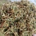 安龙金银花，花蕾，无硫，太阳哂干，颜色好，货量冲足