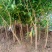 石榴树树苗突尼斯软籽无籽南北方种植特大甜石榴果树树苗盆栽