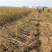 石榴树树苗突尼斯软籽无籽南北方种植特大甜石榴果树树苗盆栽
