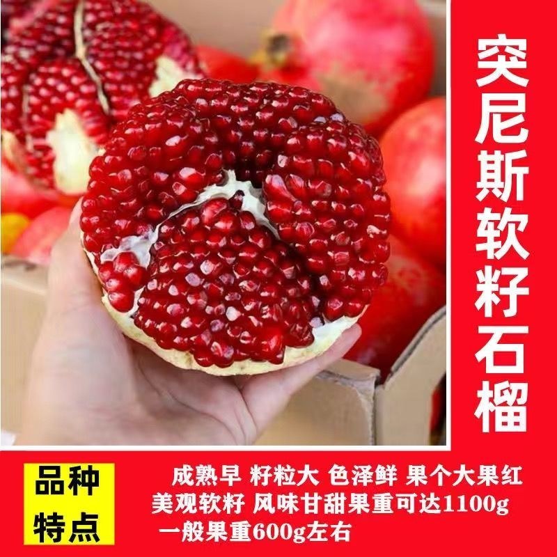 石榴树树苗突尼斯软籽无籽南北方种植特大甜石榴果树树苗盆栽