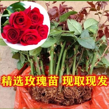 5000棵云南玫瑰花苗四季开花月季耐寒浓香型室内庭院种植