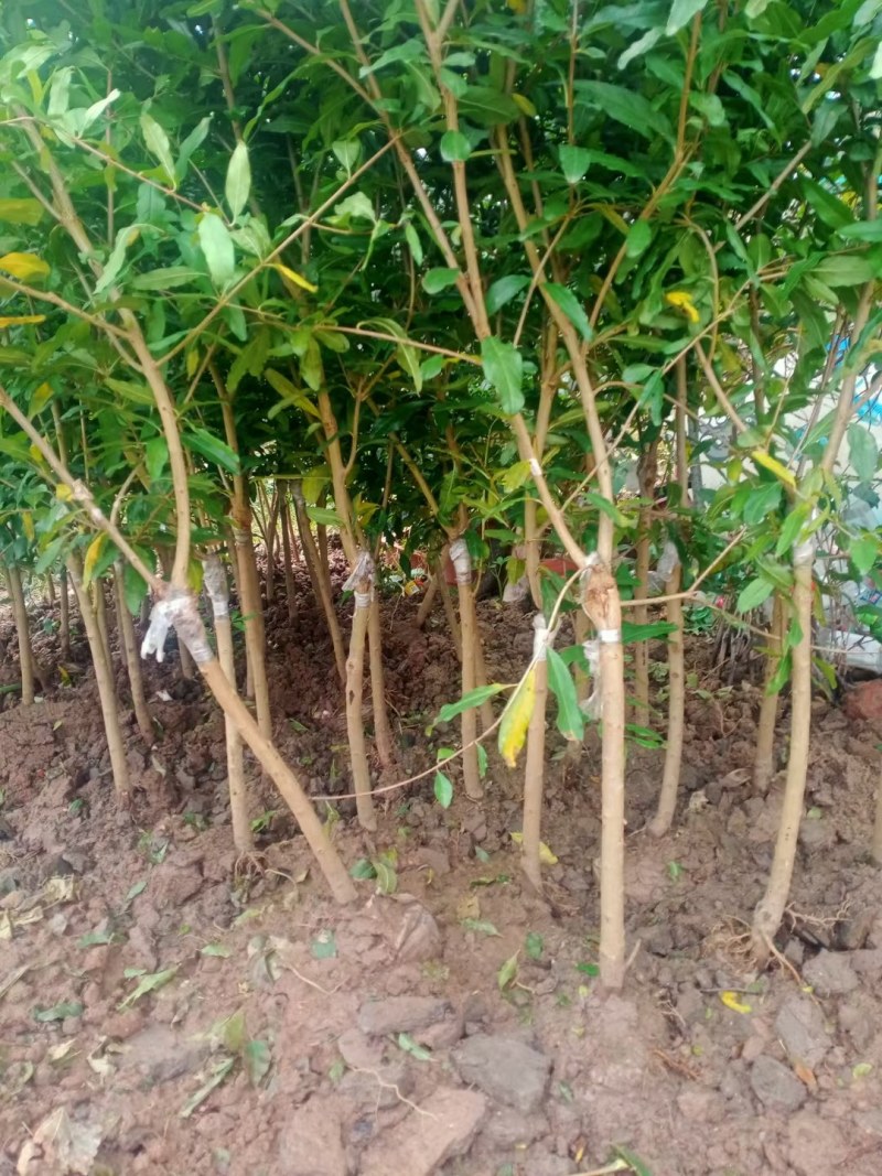 石榴树突尼斯软籽石榴树苗带土特大盆栽庭院别墅果树石榴树苗