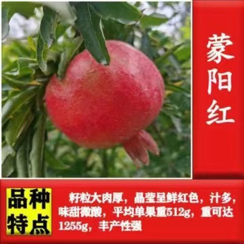 石榴树突尼斯软籽石榴树苗带土特大盆栽庭院别墅果树石榴树苗
