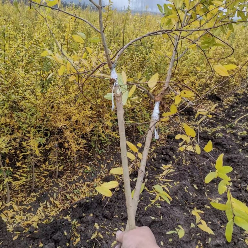 石榴树突尼斯软籽石榴树苗带土特大盆栽庭院别墅果树石榴树苗