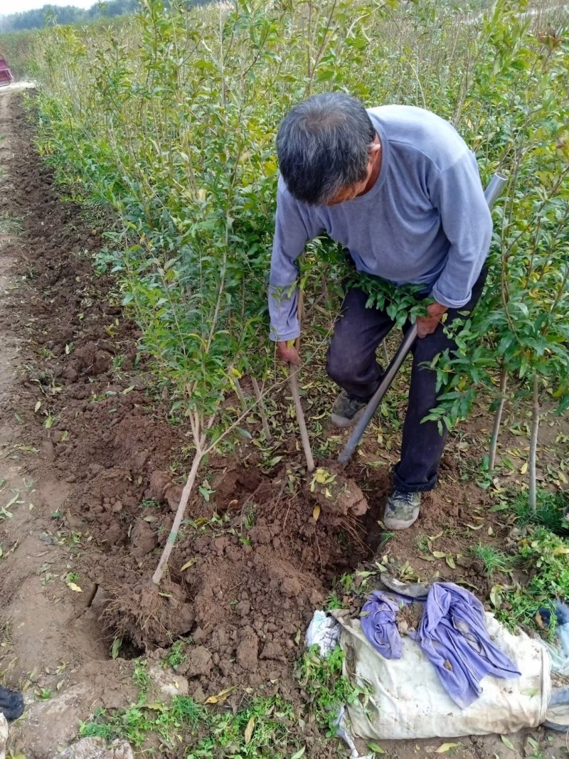 石榴树突尼斯软籽石榴树苗带土特大盆栽庭院别墅果树石榴树苗