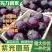 大量精品大鹏黑紫光圆茄可供商超各大市场诚信经营