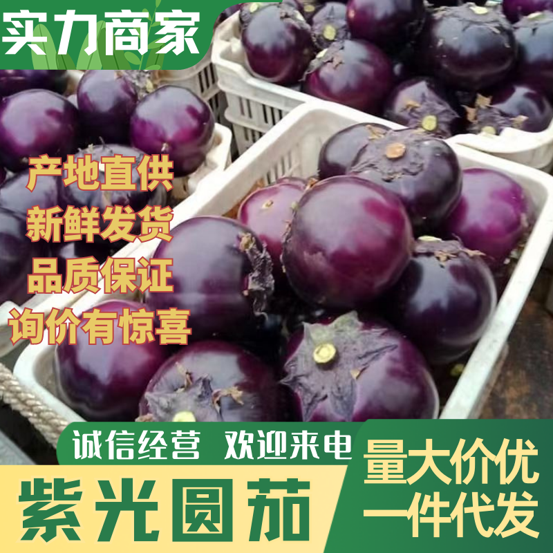 大量精品大鹏黑紫光圆茄可供商超各大市场诚信经营