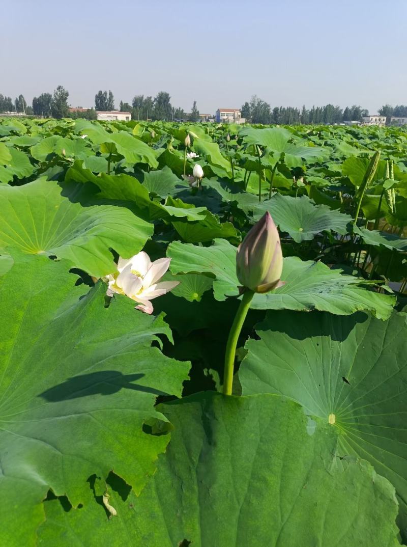 鲜荷叶荷叶莲叶微山湖一吨起批全国各地发均可直达
