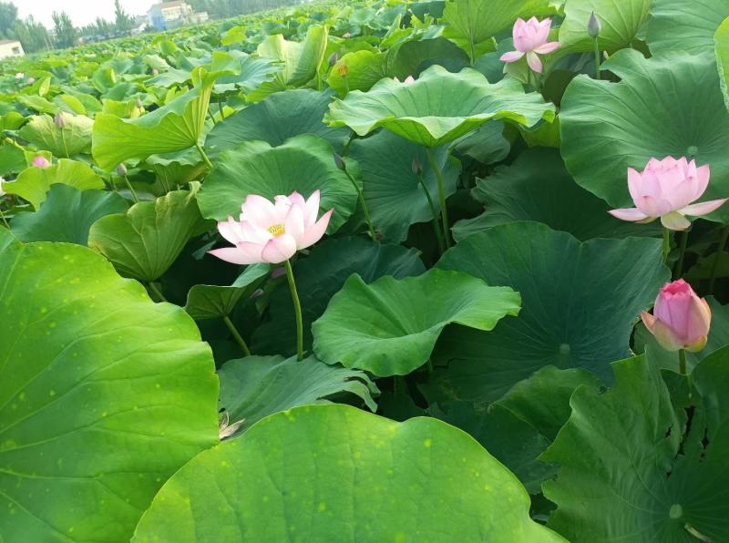 鲜荷叶荷叶莲叶微山湖一吨起批全国各地发均可直达